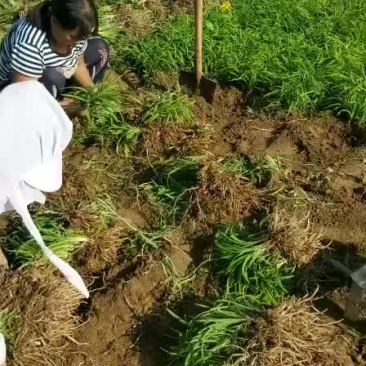金娃娃萱草