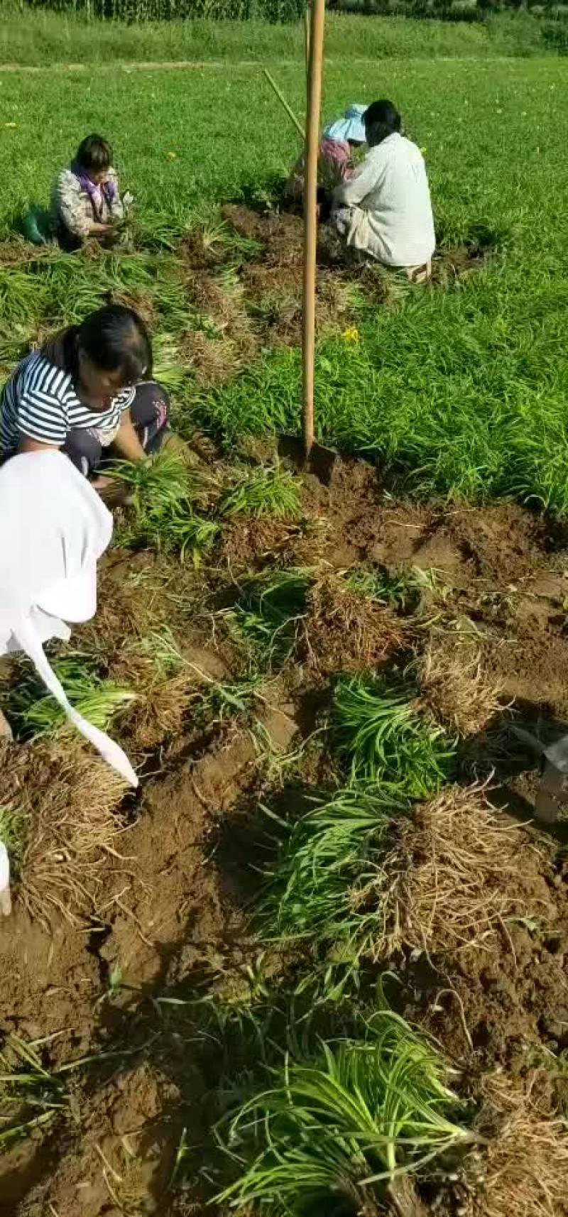 金娃娃萱草