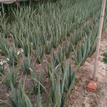 库拉索芦荟