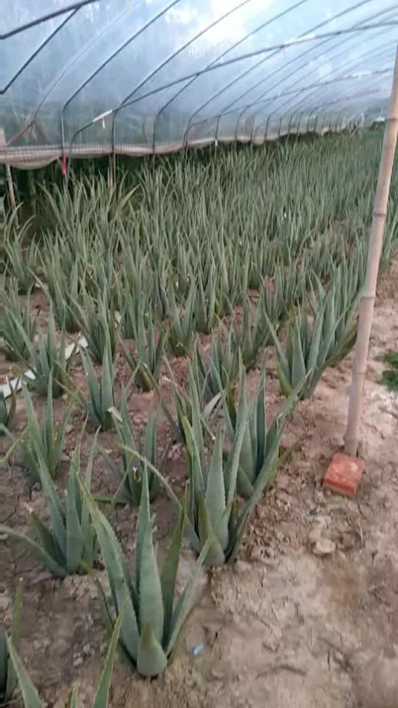 库拉索芦荟