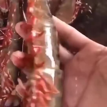 红枣虾？。。。。。。。。。。。。。。
