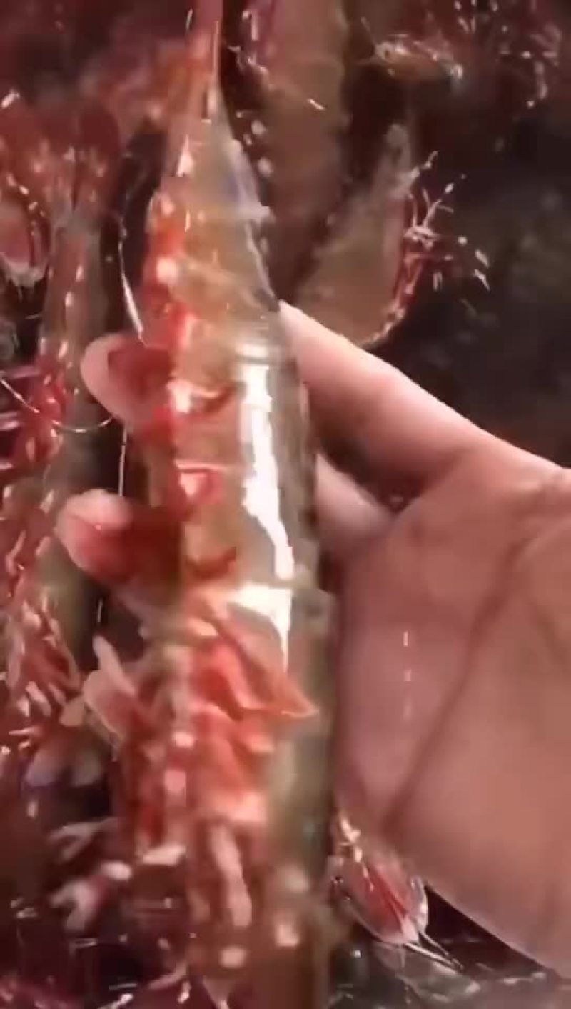 红枣虾？。。。。。。。。。。。。。。