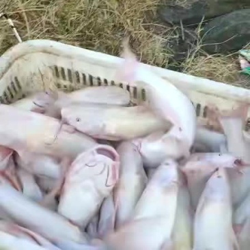 红鮰