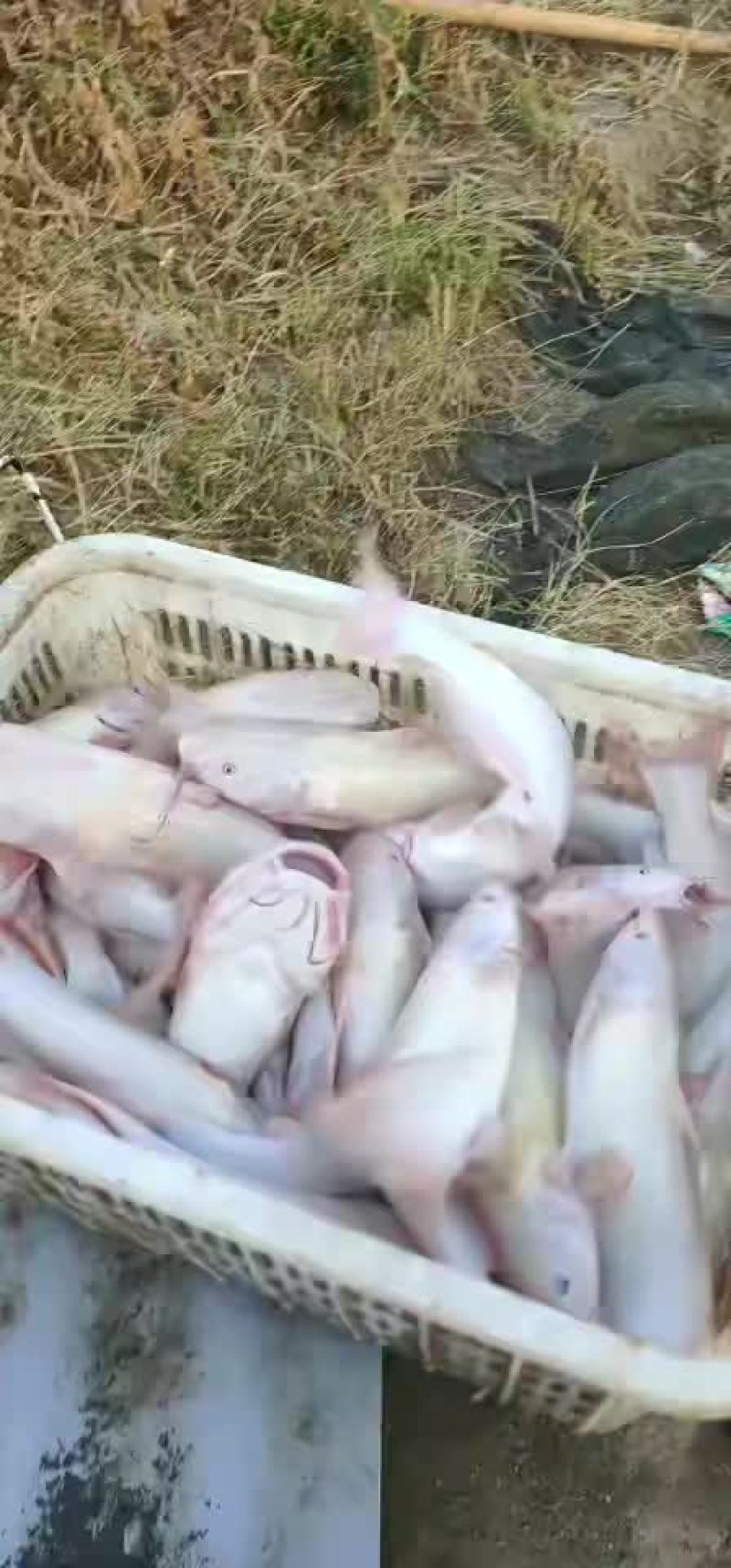红鮰