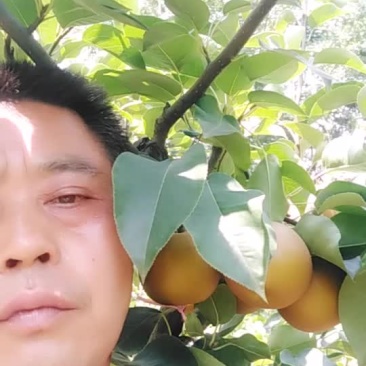 大亮出售糖十郞