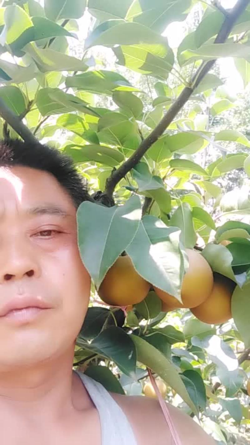 大亮出售糖十郞