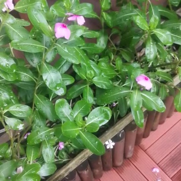 长春花苗