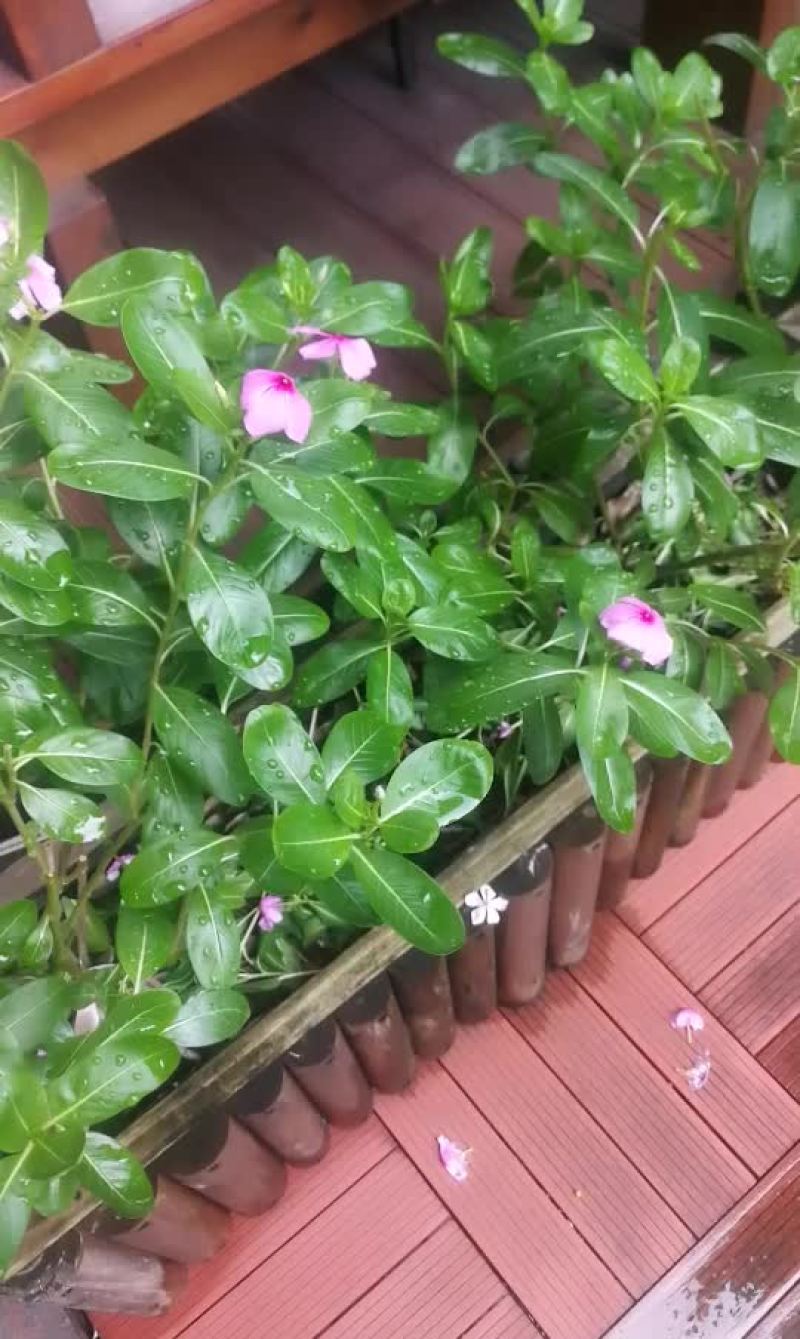 长春花苗