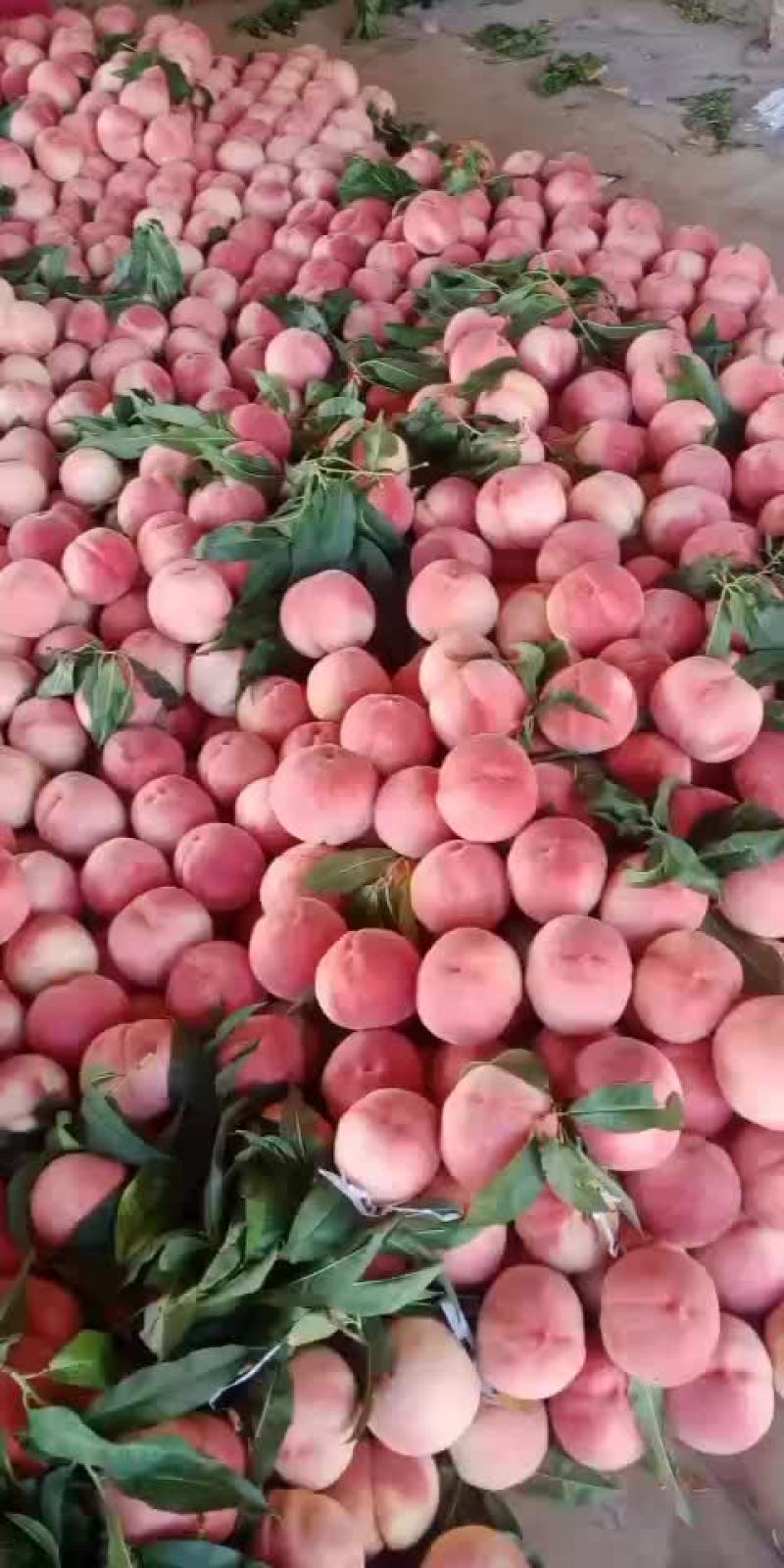 红桃白桃