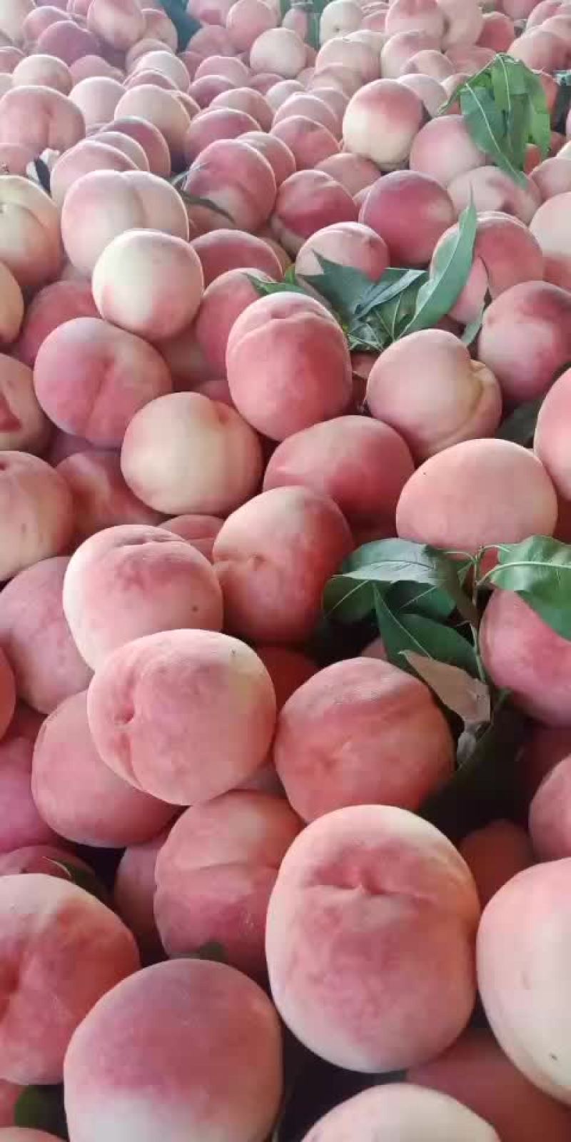 毛桃