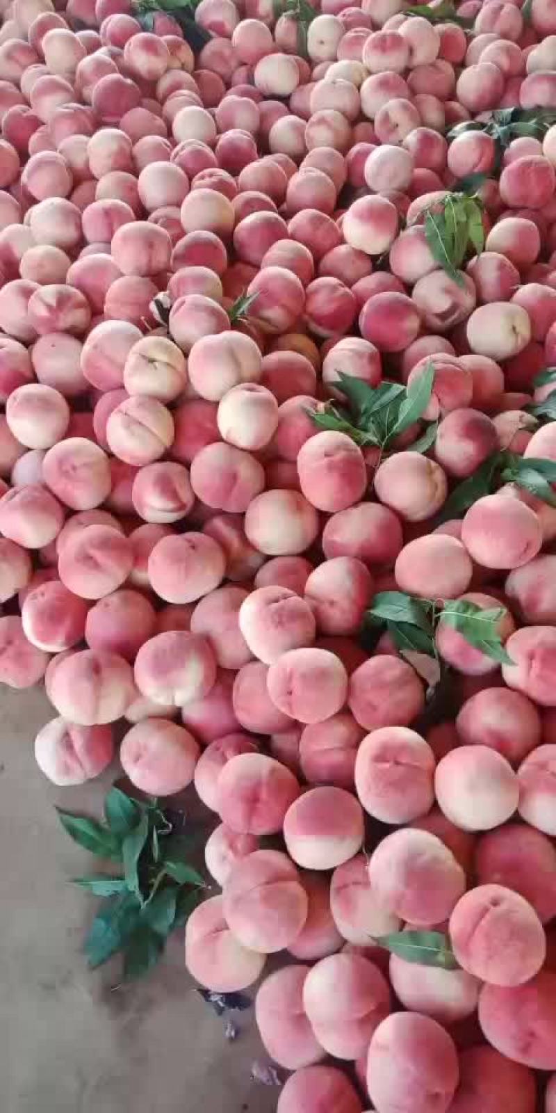 毛桃