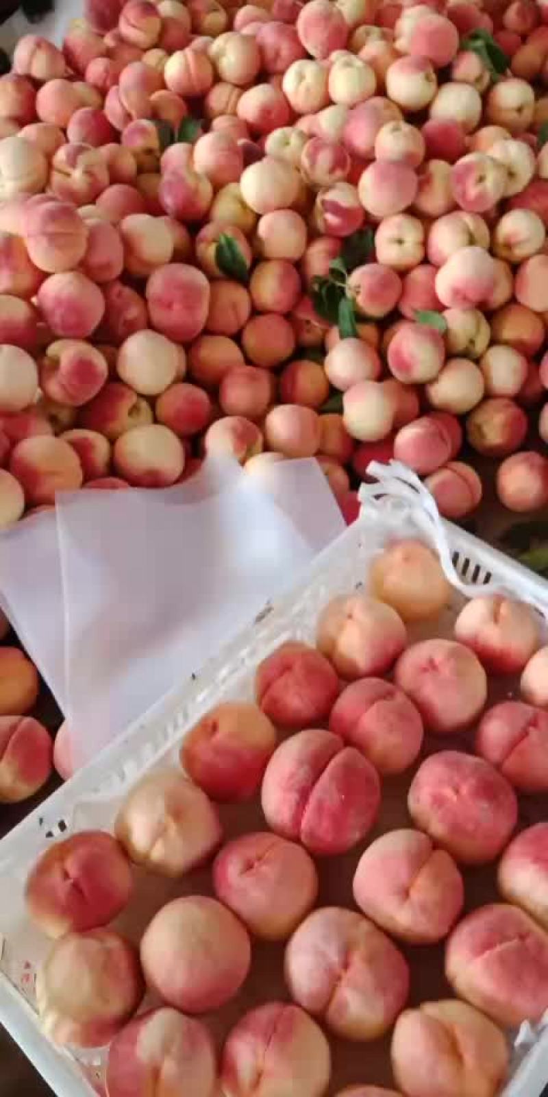 毛桃