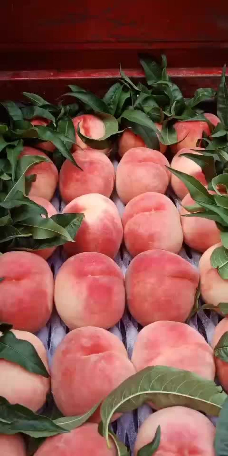 毛桃