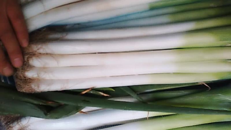 精品大葱粗葱专供临汾延安细葱西安