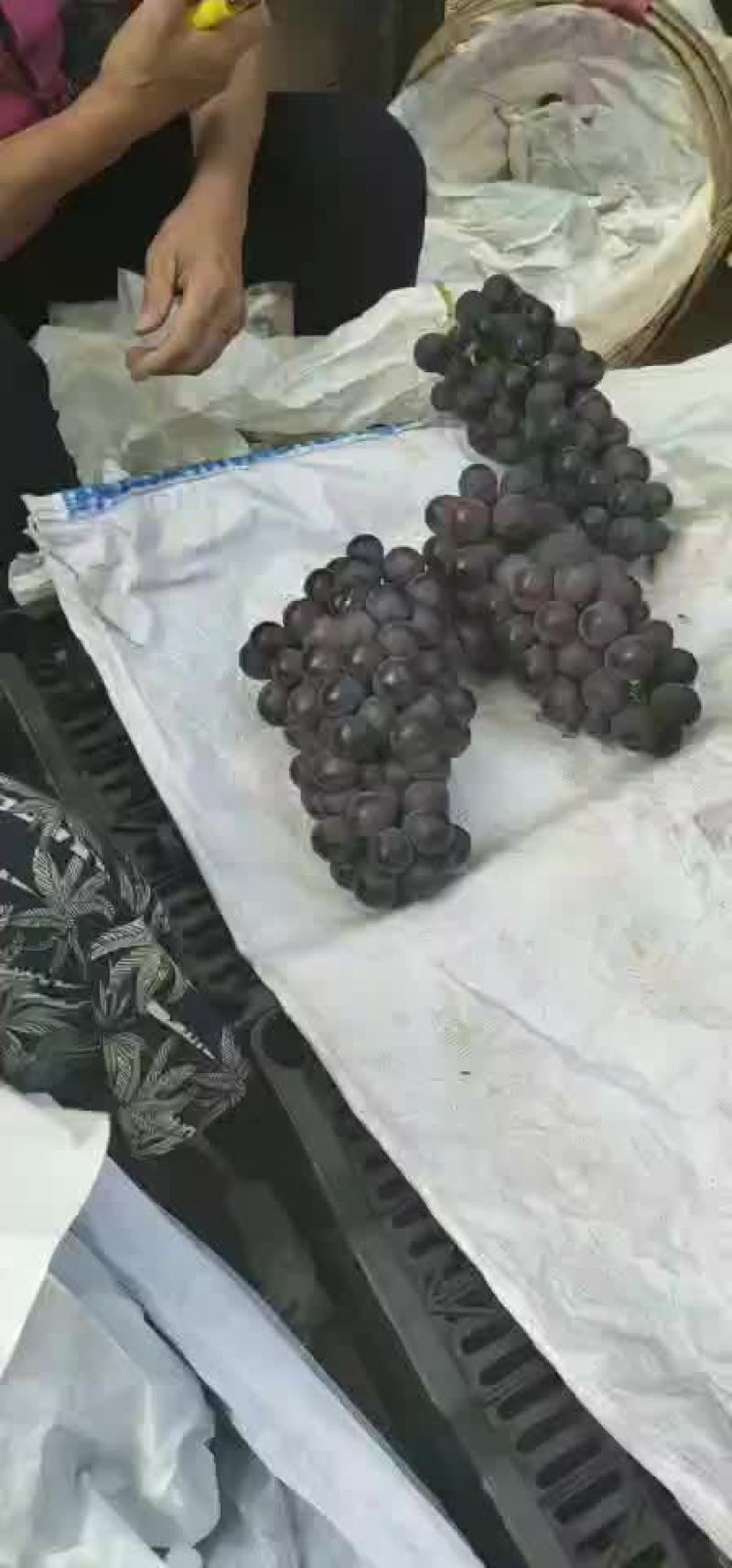 巨峰