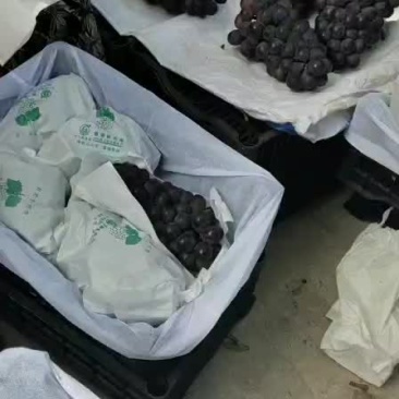 巨峰