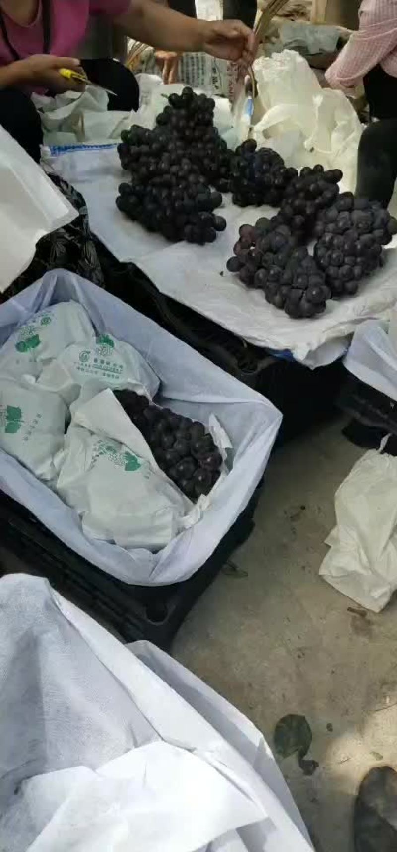 巨峰