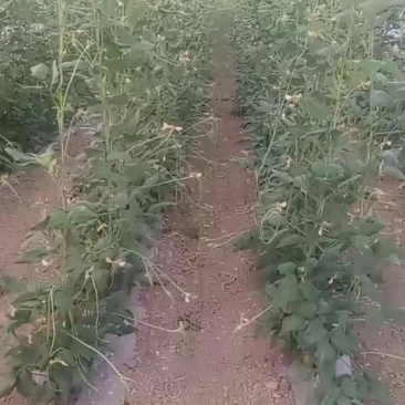 优质豆角