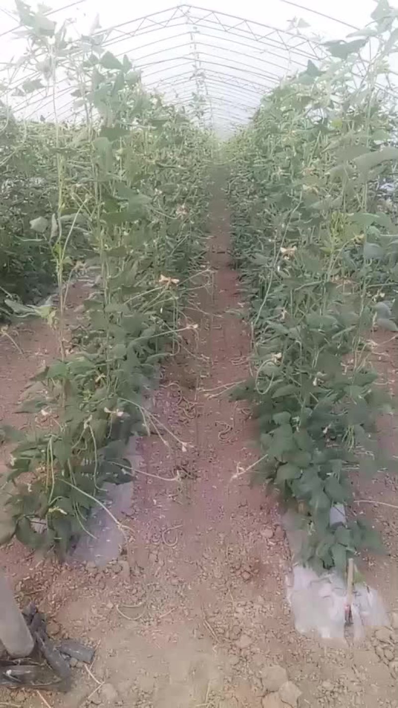 优质豆角