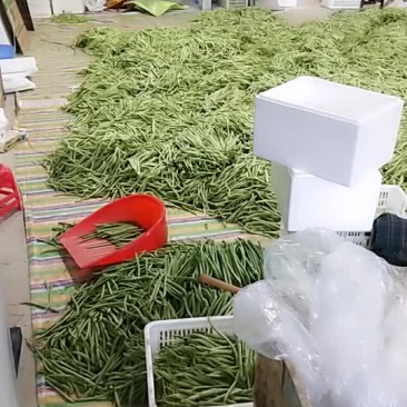 精品四季豆