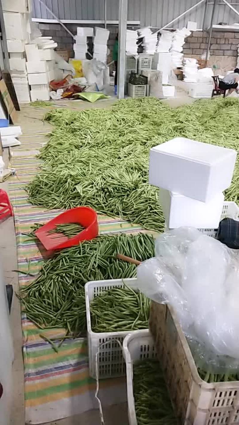 精品四季豆