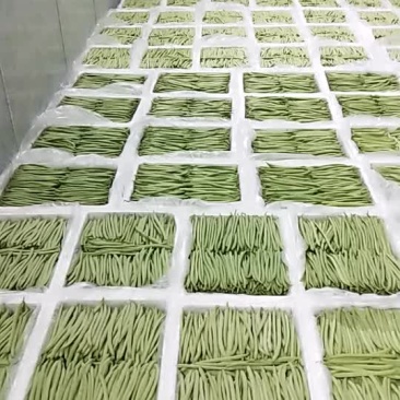 精品四季豆