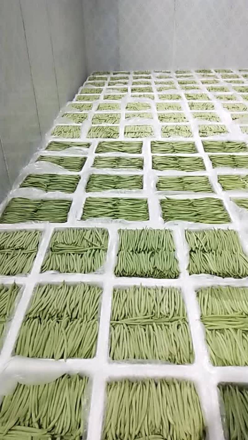 精品四季豆