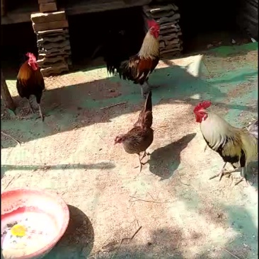 长尾鸡