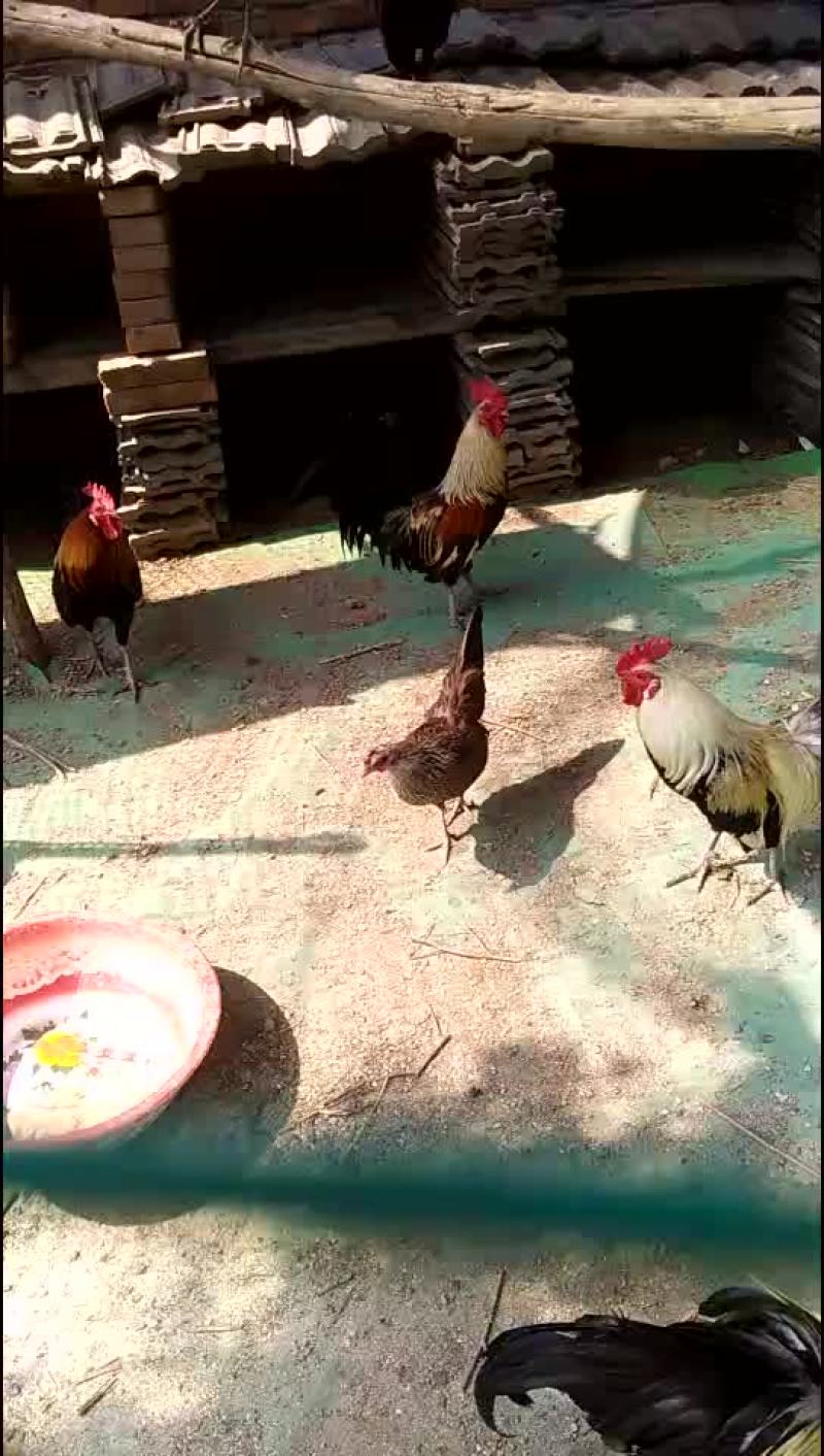 长尾鸡