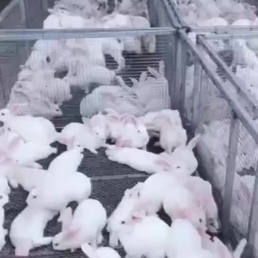 回收商品兔。