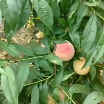 永联蜜桃
