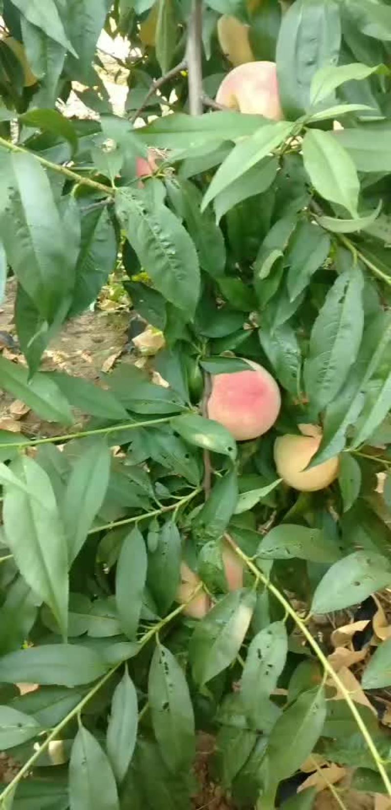 永联蜜桃