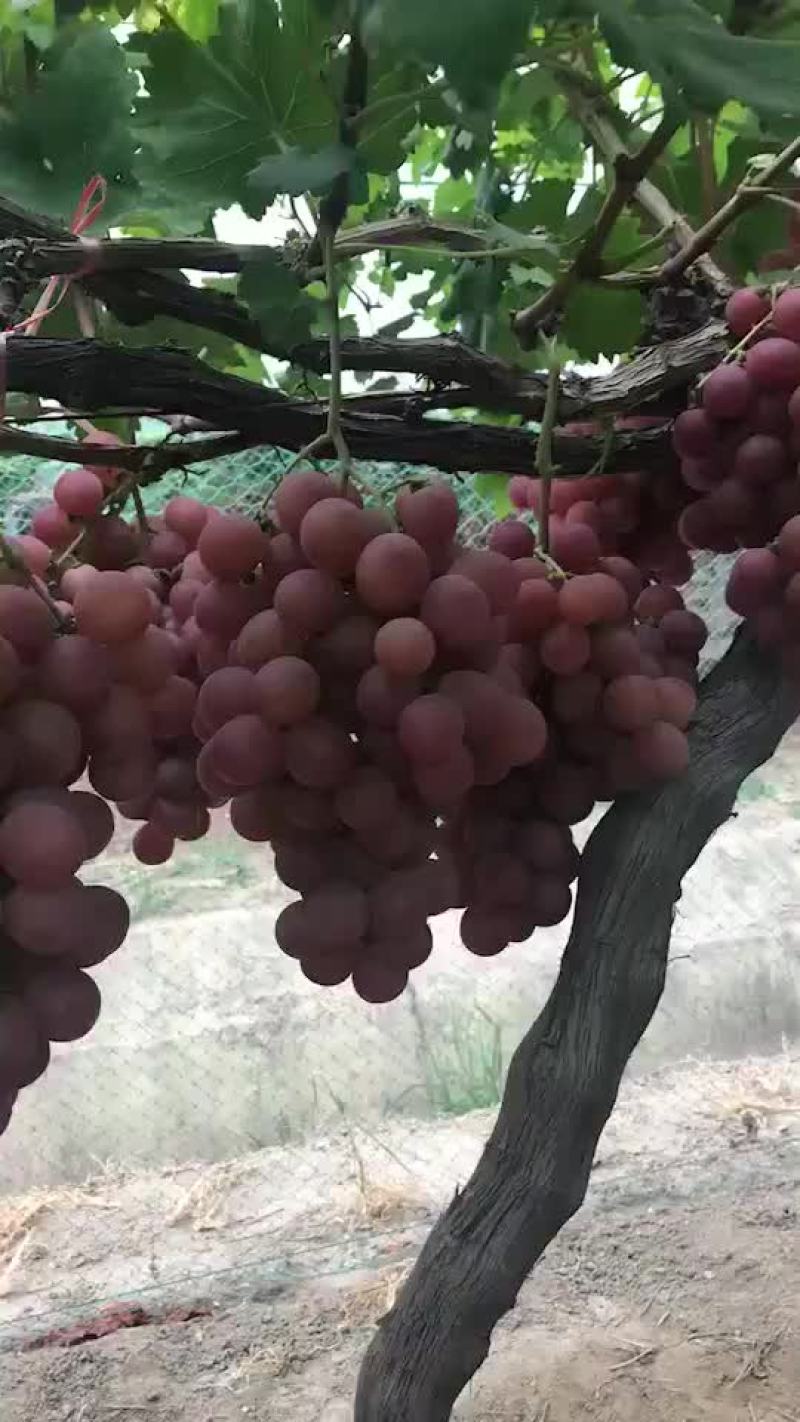 红提