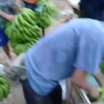 河口香蕉