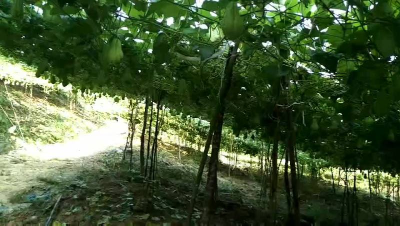 佛手瓜