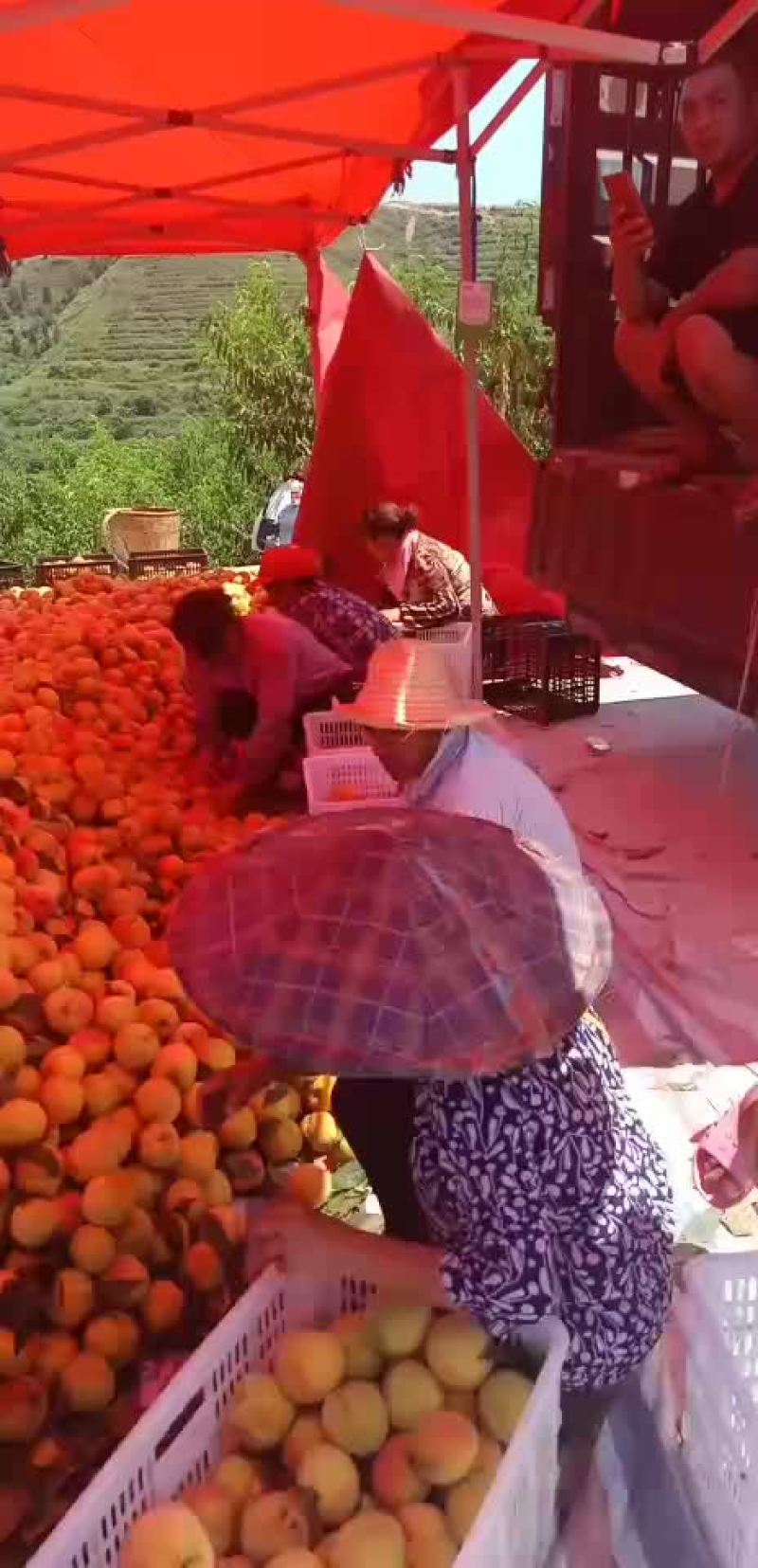 黄桃