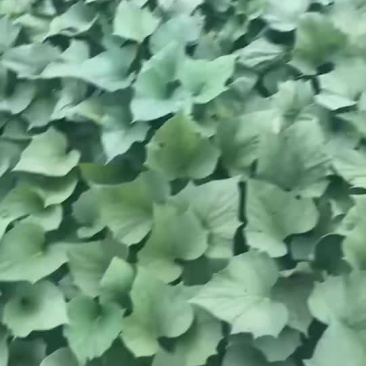 高系14苗子销售，欢迎预定