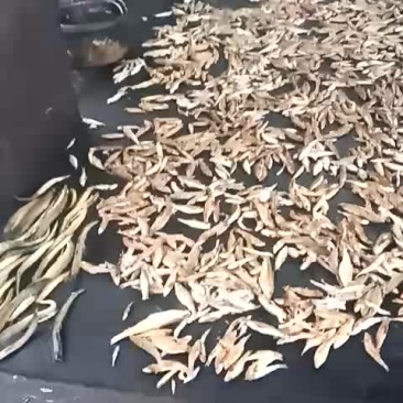 柴火烤禾稿公鱼，麦穗鱼，青嫩子