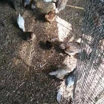 养殖场财鸡