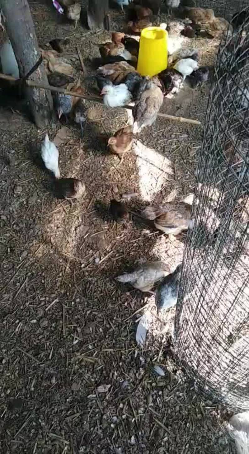 养殖场财鸡