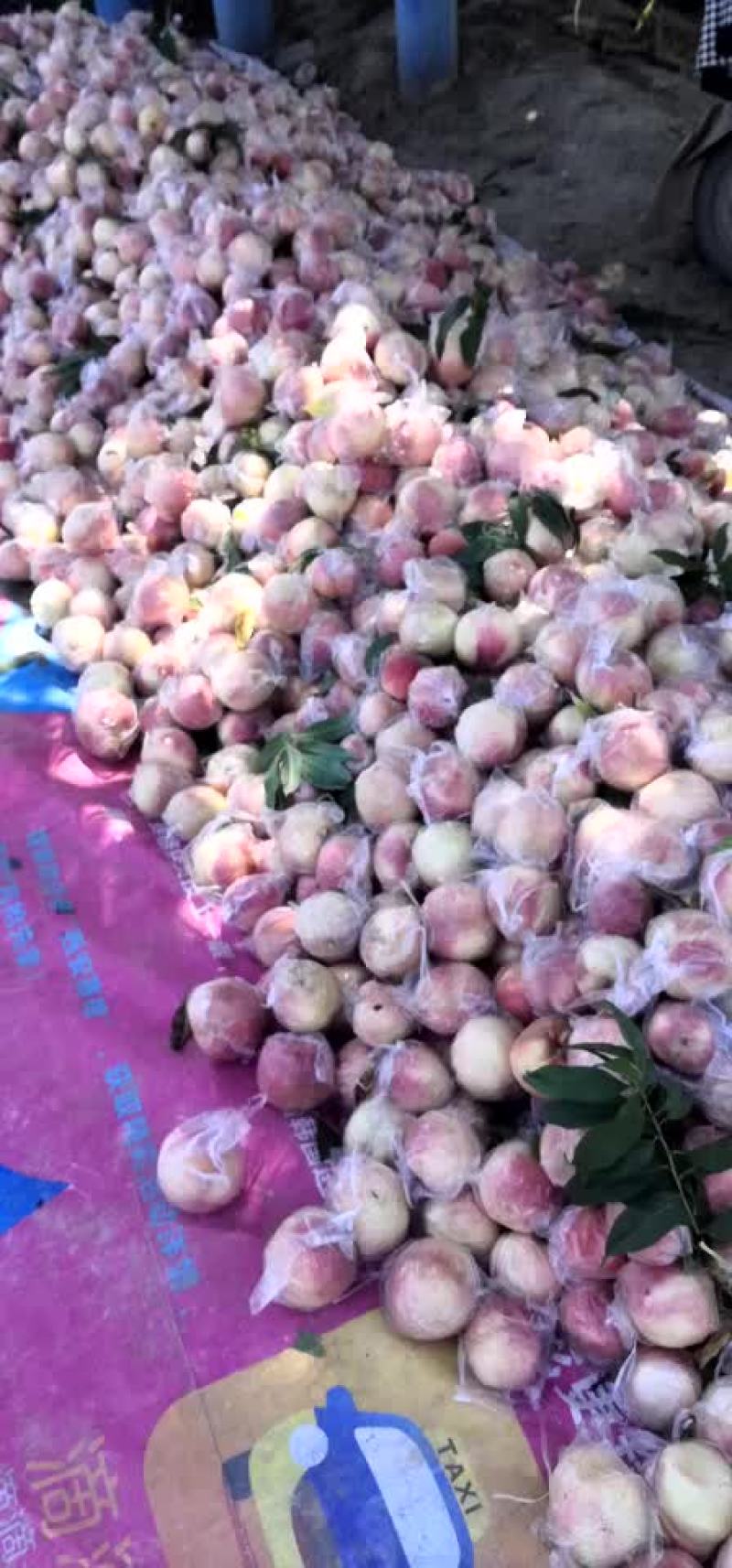毛桃