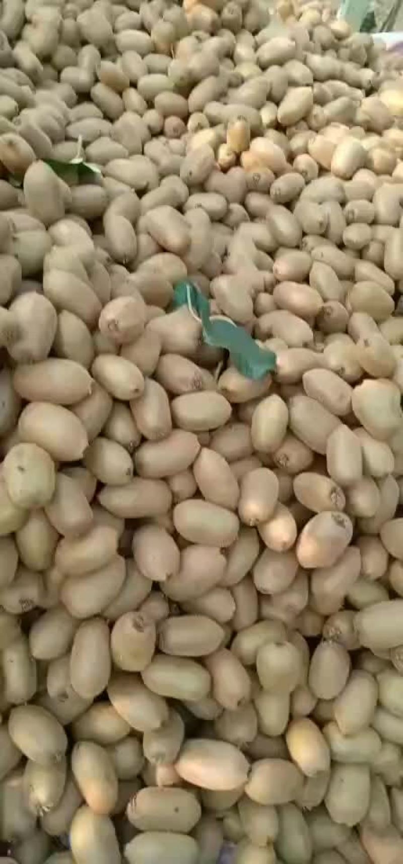 猕猴桃