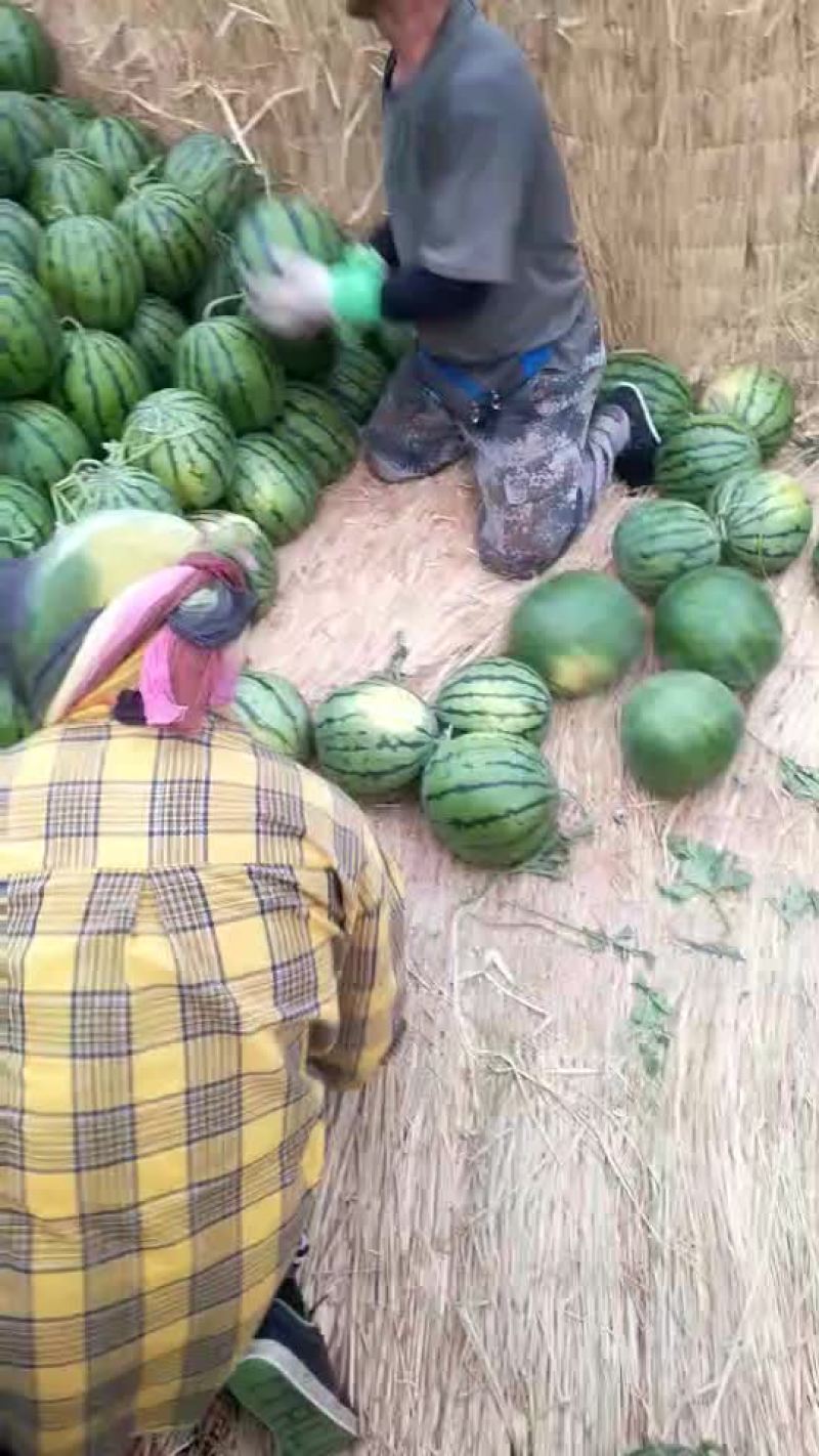 辽宁吉林精品甜王西瓜代发全国产地一条龙服务