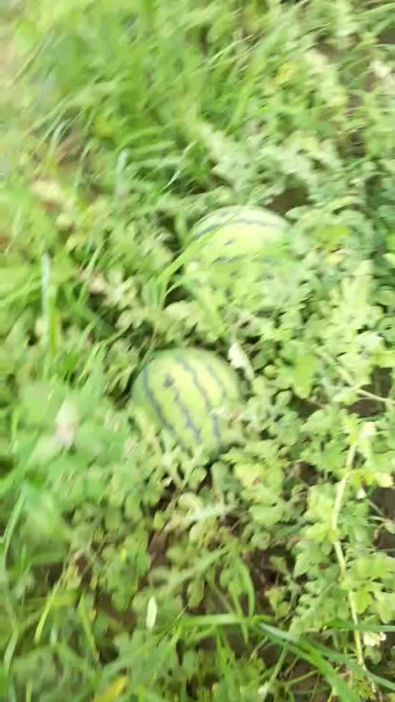 辽宁吉林精品甜王西瓜代发全国产地一条龙服务