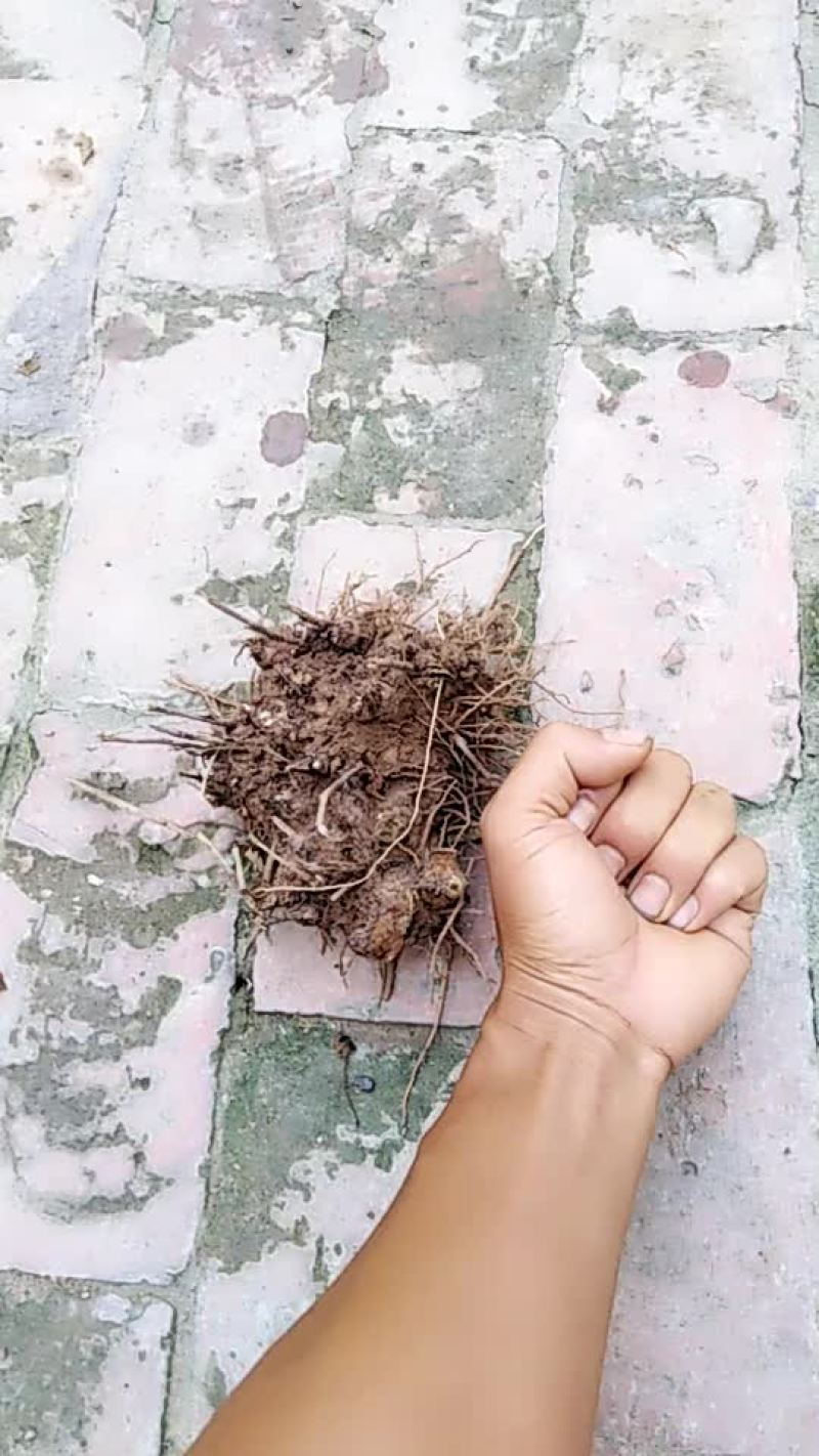 苍术现挖