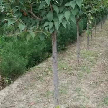 樱花3公分左右……土球30