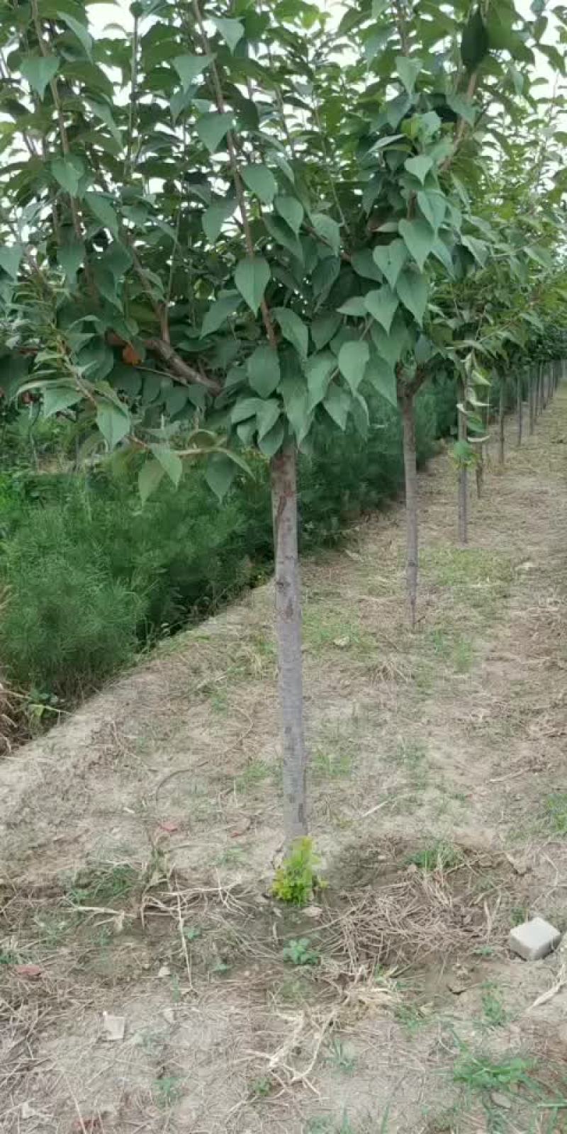 樱花3公分左右……土球30