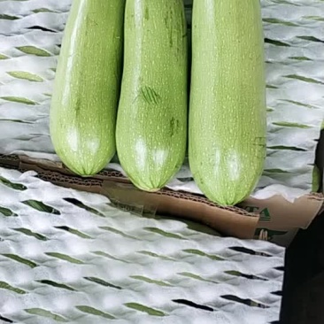 精品西葫芦便宜了便宜了4毛了