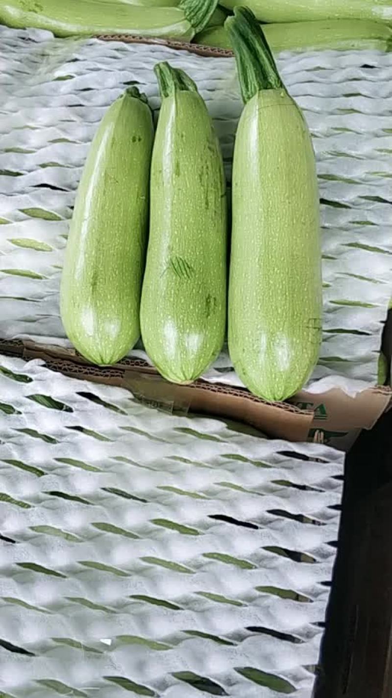 精品西葫芦便宜了便宜了4毛了