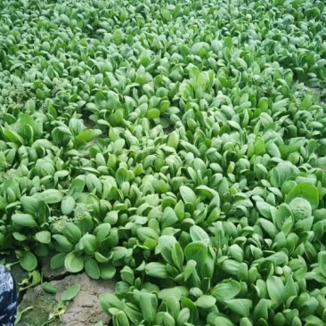 青菜